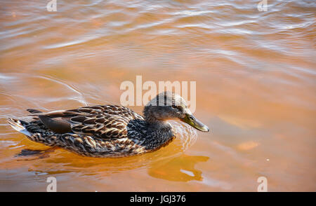 Ducks in the river, sailed for food. Stock Photo