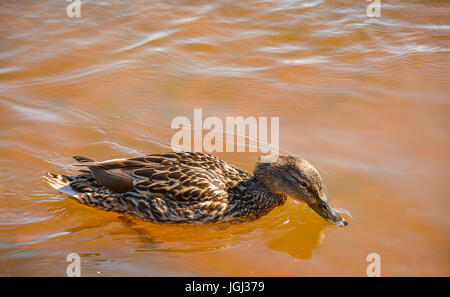 Ducks in the river, sailed for food. Stock Photo