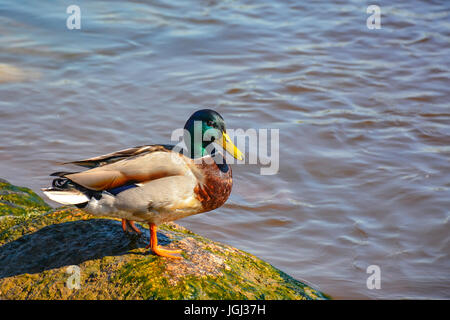 Ducks in the river, sailed for food. Stock Photo