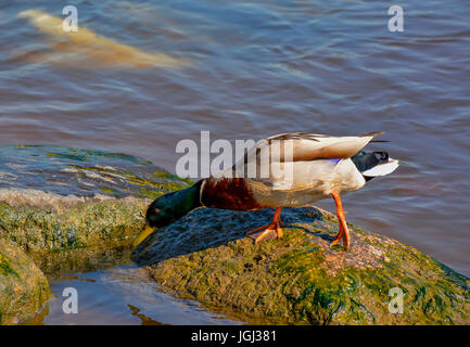 Ducks in the river, sailed for food. Stock Photo