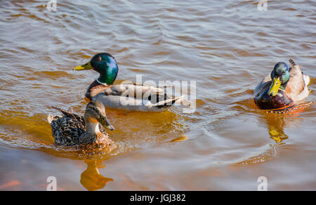 Ducks in the river, sailed for food. Stock Photo