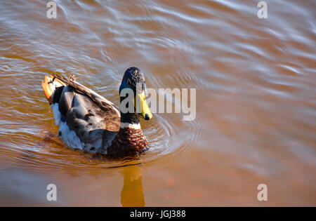 Ducks in the river, sailed for food. Stock Photo