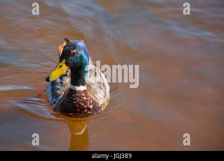 Ducks in the river, sailed for food. Stock Photo