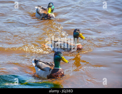 Ducks in the river, sailed for food. Stock Photo