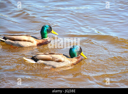 Ducks in the river, sailed for food. Stock Photo