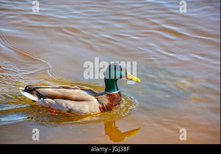 Ducks in the river, sailed for food. Stock Photo