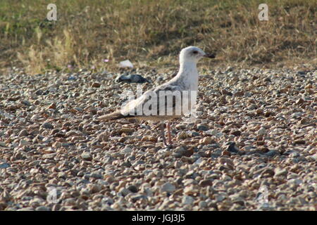 seagull standing on the beach Stock Photo