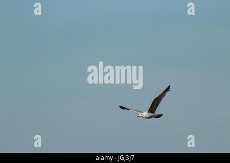 Seagull in flight in blue sky Stock Photo