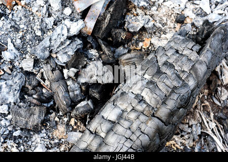Remains of black burnt charcoal and piles of grey ash after a log fire was extinguished Stock Photo
