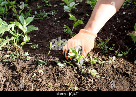 Male hand wearing an orange glove weeds a garden in daylight Stock Photo