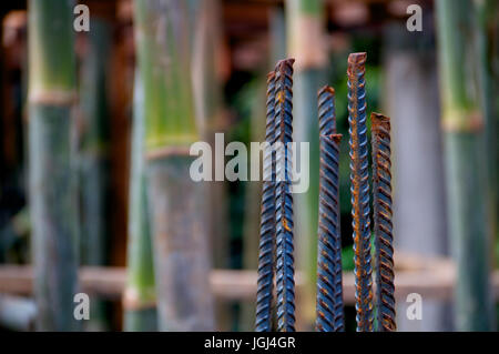 Group of rusted old steel reinforcing rods for construction in front of a stand of fresh green bamboo stems in a close up view Stock Photo