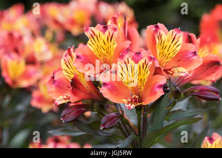 Alstroemeria 'Indian Summer'. Peruvian Lily flowers Stock Photo