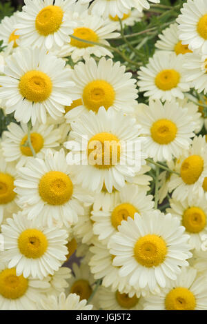 Anthemis tinctoria 'E.C. Buxton'. Dyer's chamomile 'E.C. Buxton' flowers Stock Photo