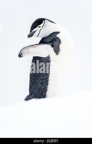 Chinstrap penguin in Antarctica waving Stock Photo