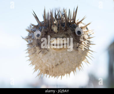 Long-spine porcupinefish also know as spiny balloonfish decoration in a showcase of Venice, Italy Stock Photo