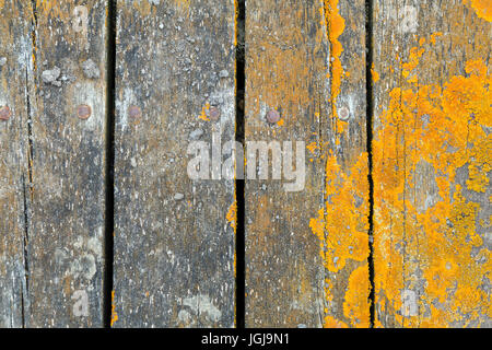 Ocean weathered wooden planks with decay and lichen growing from an overhead perspective Stock Photo