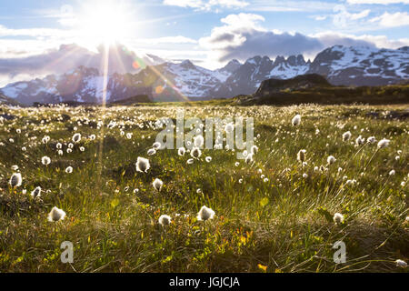 Norwegian landscape in summer with sun and mountains in background and eriophorum cotton-grass in blossom in foreground, Norway Stock Photo