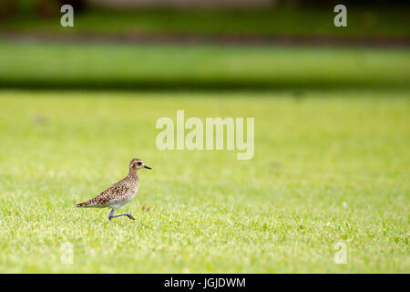 Pacific golden plover (Pluvialis fulva) on a lawn on Maui, Hawaii, USA. Stock Photo