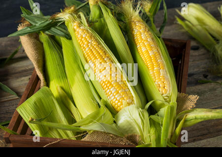 Raw Organic Yellow Corn on the Cob Ready to Eat Stock Photo