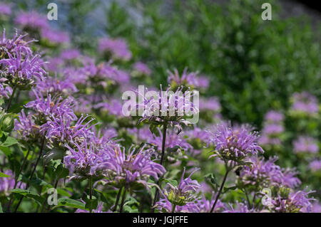 Bee balm growing in a backyard garden. The scientific name,  Monarda is a genus of flowering plants in the mint family, Lamiaceae. Stock Photo