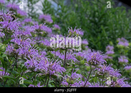 Bee balm growing in a backyard garden. The scientific name,  Monarda is a genus of flowering plants in the mint family, Lamiaceae. Stock Photo