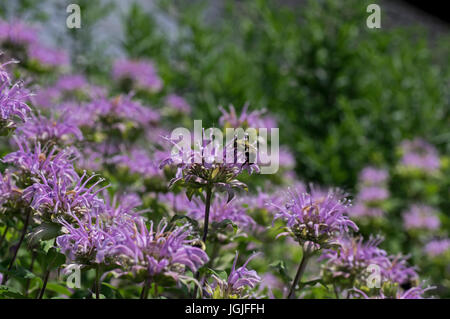 Bumblebee which is a member of the genus Bombus part of Apidae on Bee balm growing in a backyard garden. Stock Photo