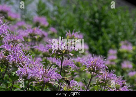 Bumblebee which is a member of the genus Bombus part of Apidae on Bee balm growing in a backyard garden. Stock Photo