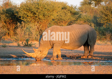 White rhinoceros (Ceratotherium simum) drinking water in late afternoon light, South Africa Stock Photo