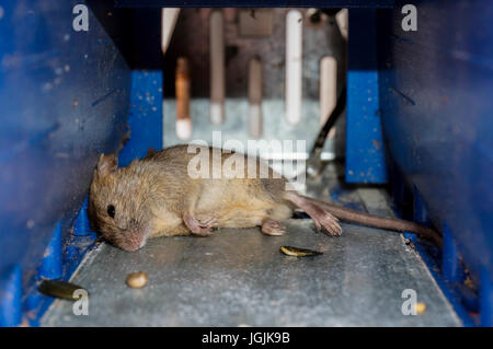 A dead mouse in a small, battery powered trap, killed by electric shock, with the grain bait on the floor. Stock Photo