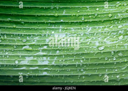 Water drops Stock Photo