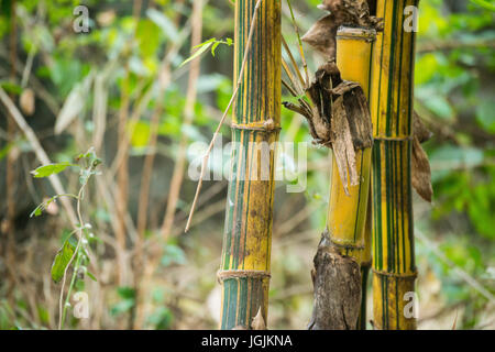 Bamboo stalks, somewhere in Maharashtra, India. Bamboo are classified as grass. Stock Photo