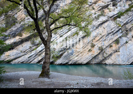 Single Black Poplar Tree, Populus nigra, Exposed Rock Strata & Turquoise Blue Pool on the Verdon River & Gorge Provence France Stock Photo