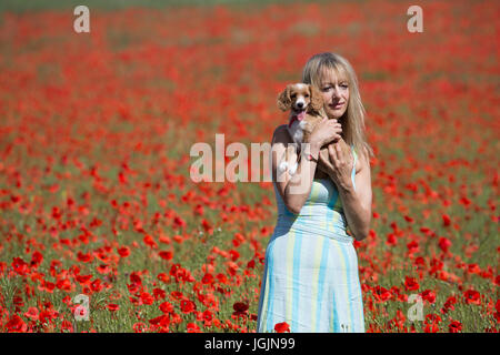 Eynsford, Kent, United Kingdom. 7th July, 2017. Elizabeth Cooper pictured with 11 week old cockapoo puppy Pip in a field of poppies in Eynsford, Kent, today. Rob Powell/Alamy Live News Stock Photo