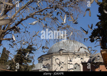 Pigeons are sitting on the tree branch Stock Photo