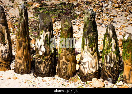 Wooden groynes on a beach showing interesting weathering patterns Stock Photo