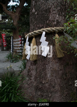 Shide on Shimenawa around a Yorishiro tree at Kawaguchi Asama Shinto ...