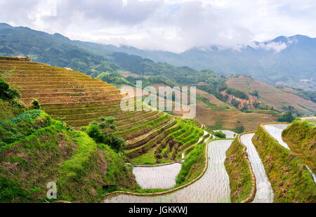 Terraced rice field in Longji, Guilin area, Guangxi China Stock Photo