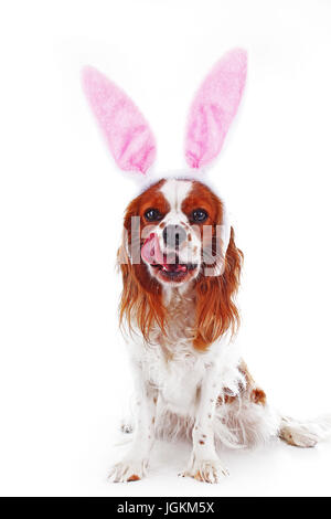 Happy easter! Easter dog concept. King charles spaniel with bunny rabbit ears Stock Photo