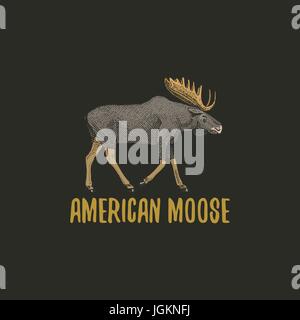 american moose or eurasian elk engraved hand drawn in old sketch style, vintage animals. logo or emblems, retro label and badge. Stock Vector