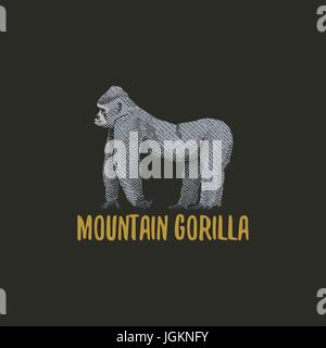 mountain gorilla engraved hand drawn in old sketch style, vintage animals. Monkey, ape or primate logo or emblems, retro label and badge. Stock Vector