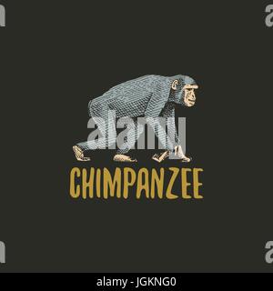 chimpanzee engraved hand drawn in old sketch style, vintage animals. Monkey, ape or primate logo or emblems, retro label and badge. Stock Vector