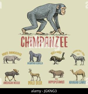 Wild gorilla, moose or eurasian elk, camel and deer, zebra with chimpanzee and rhinoceros, hare engraved hand drawn in old sketch style, vintage animals. logo or emblems, retro label and badge. Stock Vector