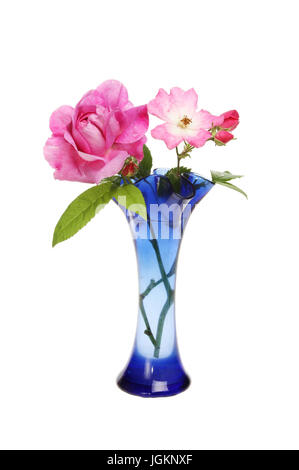 Two magenta roses and flower buds in a blue glass vase isolated against white Stock Photo