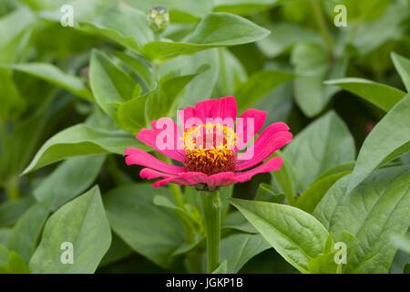 Zinnia elegans 'Molotov Mixed' Stock Photo