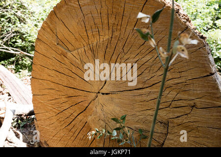 Aged tree trunk cut yexture in park Stock Photo