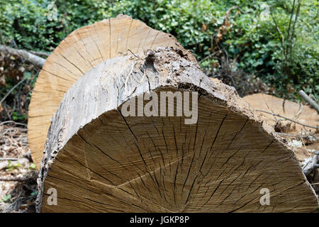 Aged tree trunk cut yexture in park Stock Photo