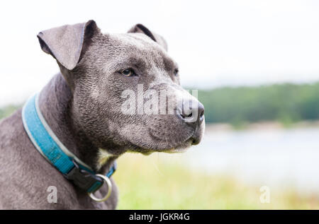 a young pitbull with blue collar portrait Stock Photo