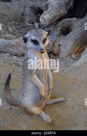 Close up portrait of one alerted meerkat standing on the ground and looking at camera, high angle view Stock Photo