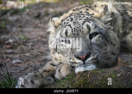 Close up portrait of young female snow leopard (or ounce, Panthera uncia) resting on the ground and looking at camera, low angle view Stock Photo