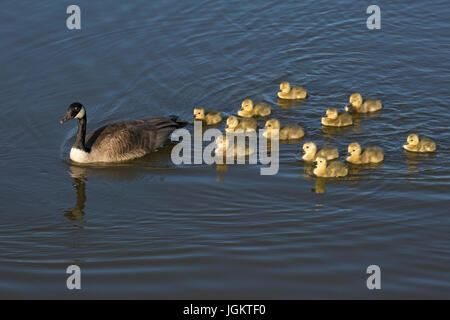 Canada Goose parent leading crèche of goslings (Branta canadensis) in stormwater pond